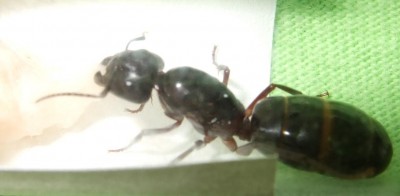 Queen zerrt Watte raus.JPG