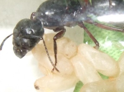 Mischpuppe mit Augen.JPG