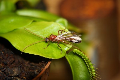 Myrmecia Männchen_1.jpg