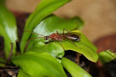 Myrmecia Männchen_2.jpg