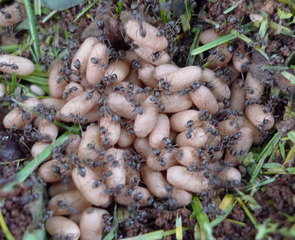 Atta cephalotes......jpg