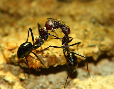 Cataglyphis beim Futteraustausch_1.jpg