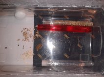 Ant formicarium.jpg