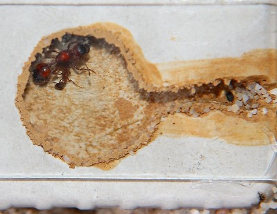 Manica rubida Gründervolk.jpg