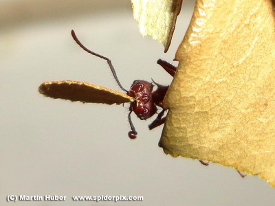 Acromyrmex DSC01131 mit Blattstueckchen mN.JPG