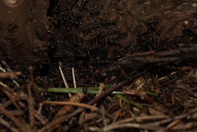 Leider etwas dunkel geworden, aber hoffentlich zu erkennen. / DSC01345.JPG DSC01345.JPG