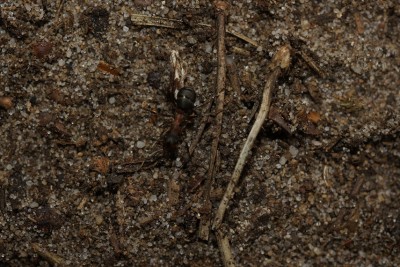 Auch einzelne Ameisen sind unterwegs. / DSC01348.JPG DSC01348.JPG