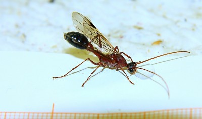 Myrmecia pavida Männchen.jpg