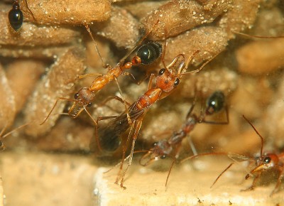 Myrmecia pavida Nachwuchs.jpg