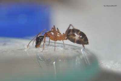 Camponotus_nigriceps_Zuckerwasser.jpg