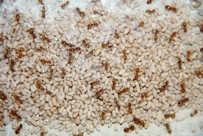 Lasius flavus _1.jpg