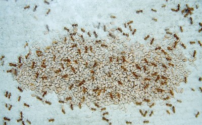 Lasius flavus _2.jpg