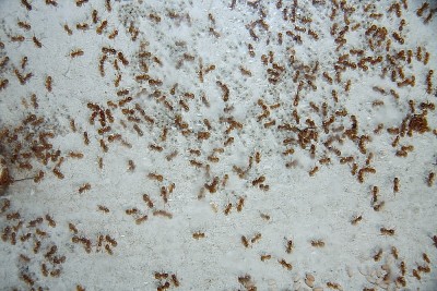 Lasius flavus _3.jpg