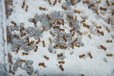 Lasius flavus _4.jpg