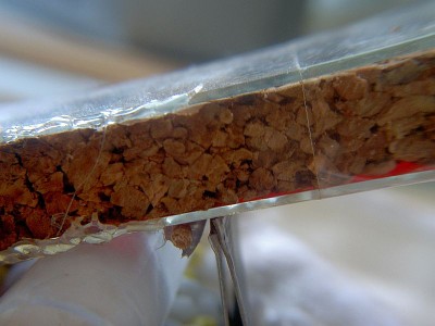 Objektträgernest 002.jpg