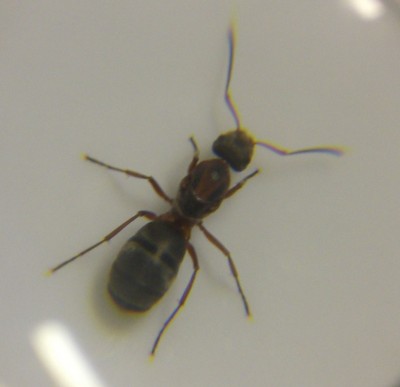 Ant2.jpg (92.83 KiB) 4890-mal betrachtet Ant2.jpg