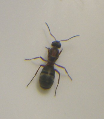 Ant1.jpg (39.63 KiB) 5495-mal betrachtet Ant1.jpg