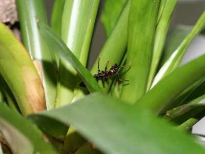 Paraponera-Becken-an-pflanze2.jpg