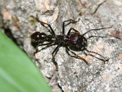 Paraponera-Becken-auf-korkrinde.jpg