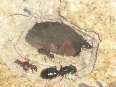 Uta, Nest und Abeiterin mit gefüllten Gaster.JPG