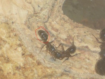 Gegenseitige Fütterung.JPG