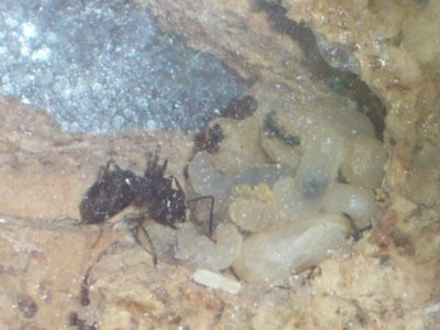 Kammer mit Larven und Puppen.JPG