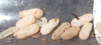 verfärbte Püppies.JPG