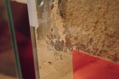 SAM_2142 (verkleind).jpg