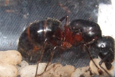 starphoto der queen.JPG