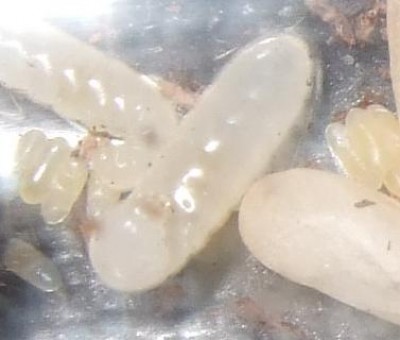 cartman ist ein dildo.JPG