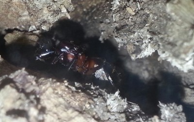 IMG_20130623_221045 (1)-1.jpg