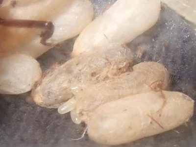 sehr weite Puppen.JPG