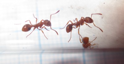 Arbeiterinnen beleuchtet.jpg