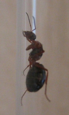 Ant4.jpg