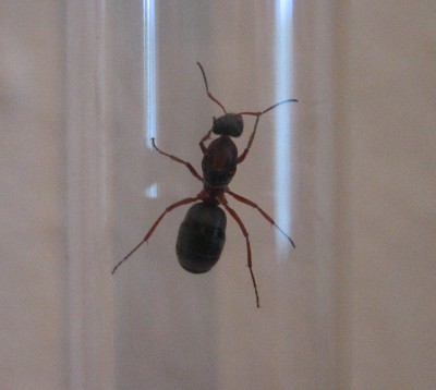 Ant3.jpg
