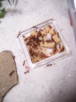 Close up #3 of one of the feed dishes, with flash. / Ant_Feed_05.jpg Ant_Feed_05.jpg