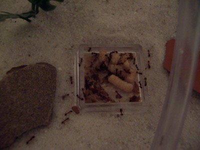Close up #2 of one of the feed dishes, no flash. / Ant_Feed_04.jpg Ant_Feed_04.jpg