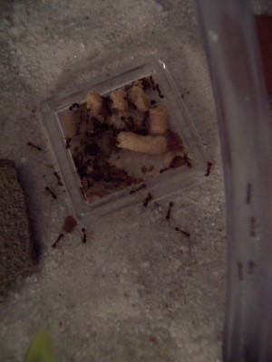 Close up #1 of one of the feed dishes, no flash. / Ant_Feed_03.jpg Ant_Feed_03.jpg