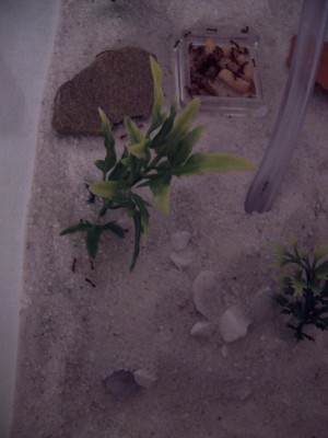 Again from a different angle. You can make out their 'path' they use, which runs alongside the plastic plant. Ants like to have "static" landmarks, as it helps their pathfinding. / Ant_Feed_02.jpg Ant_Feed_02.jpg