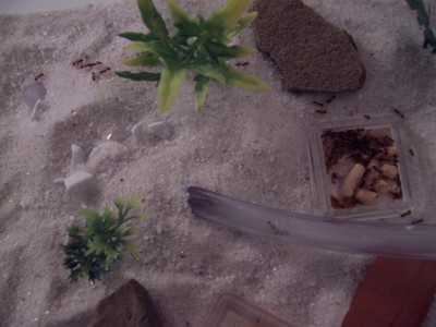 You can see the opening of the tube that leads back to the Y-Tong nest on the left. The dish on the right has fish food flakes, a couple of fish food pellets, and a decapitated wax worm. / Ant_Feed_01.jpg Ant_Feed_01.jpg