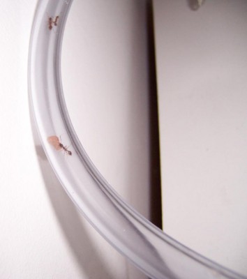 A large fish food flake being taken along the tube leading in to the Y-Tong nest. / Ant_Feed_08.jpg Ant_Feed_08.jpg