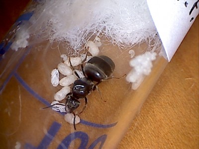 Lasius2.jpg