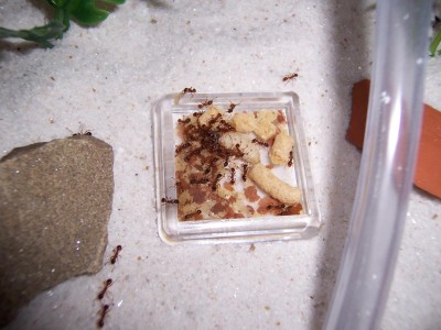 You can make out the wax-worm more clearly here (you can see all of it's legs). An ant at the top side of the fish is busily dragging another fish food flake away. / Ant_Feed_07.jpg Ant_Feed_07.jpg