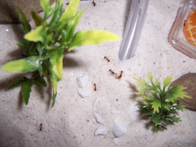 A couple of ants carrying fish food flakes slightly off the path the others were taking. You can see the satsuma slice in another dish on the right. / Ant_Feed_06.jpg Ant_Feed_06.jpg