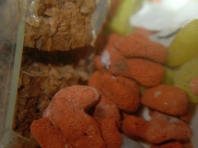 Objektträgernest 028.jpg