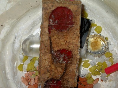 Objektträgernest 029.jpg