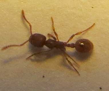 Ameisen 2.jpg
