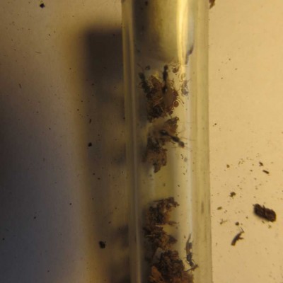 Ameisen schlauch.jpg