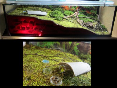 Camponotus spec. Südamerika gelb.jpg