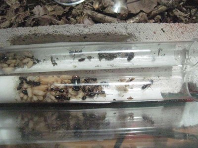 Ants 017.jpg